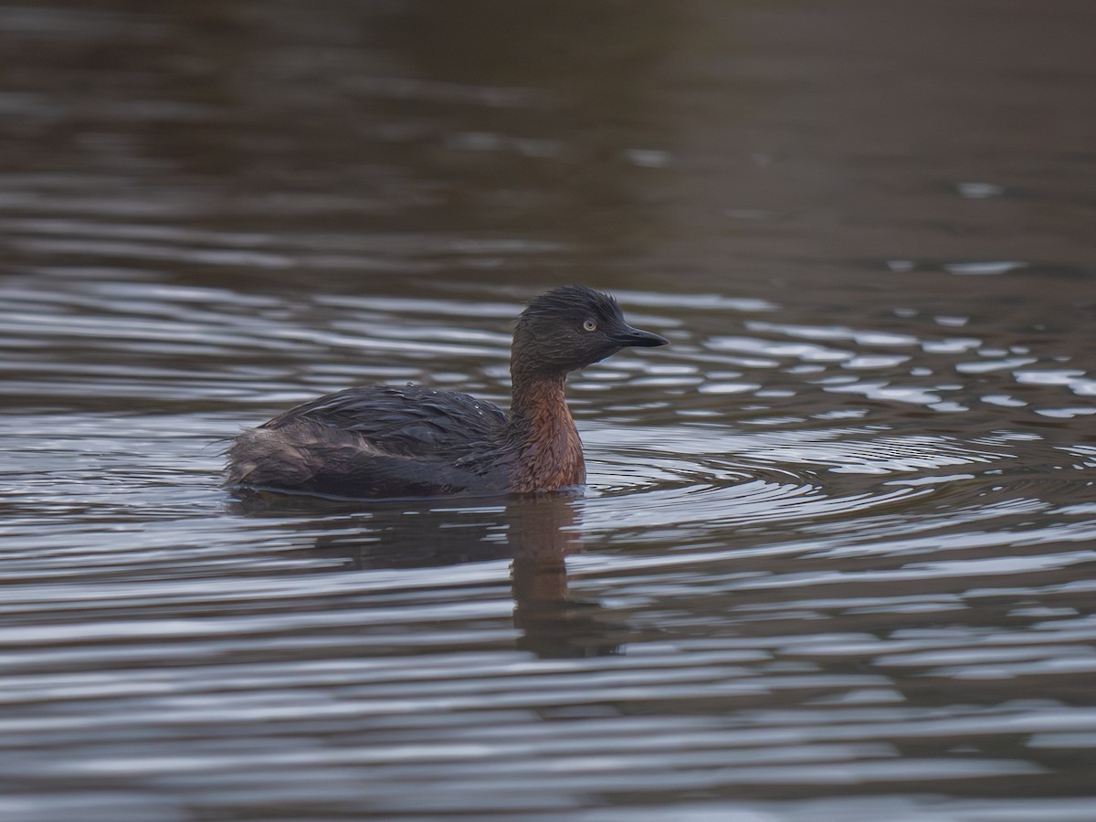 New Zealand Grebe - ML640398257