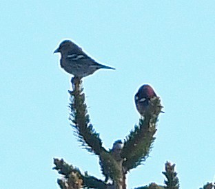 Bindenkreuzschnabel - ML640398275