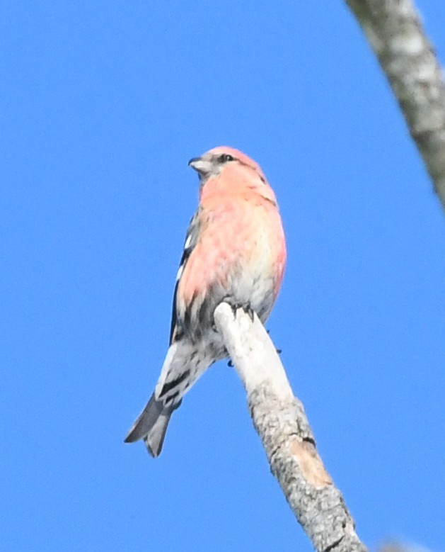 Bindenkreuzschnabel - ML640398276