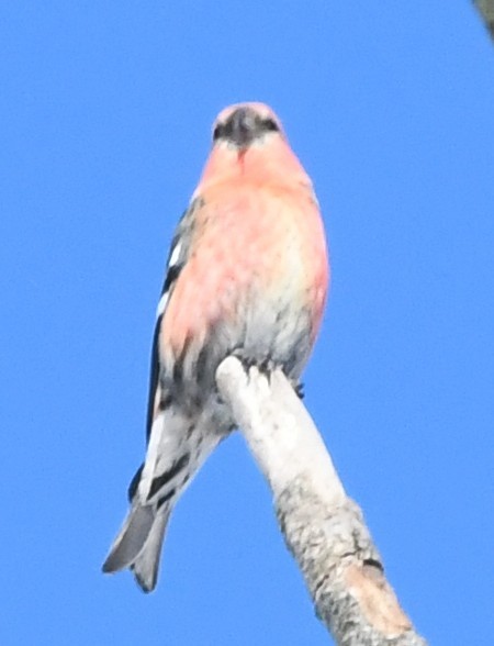Bindenkreuzschnabel - ML640398277