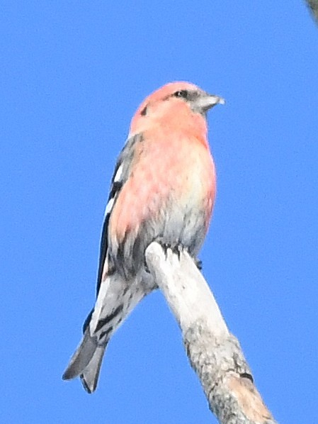 Bindenkreuzschnabel - ML640398279