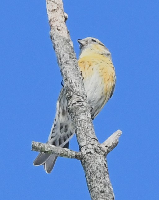 Bindenkreuzschnabel - ML640398280