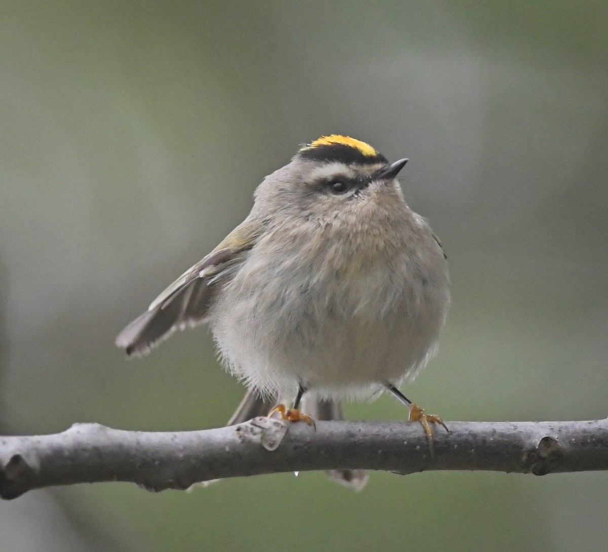 Golden-crowned Kinglet - ML640398314