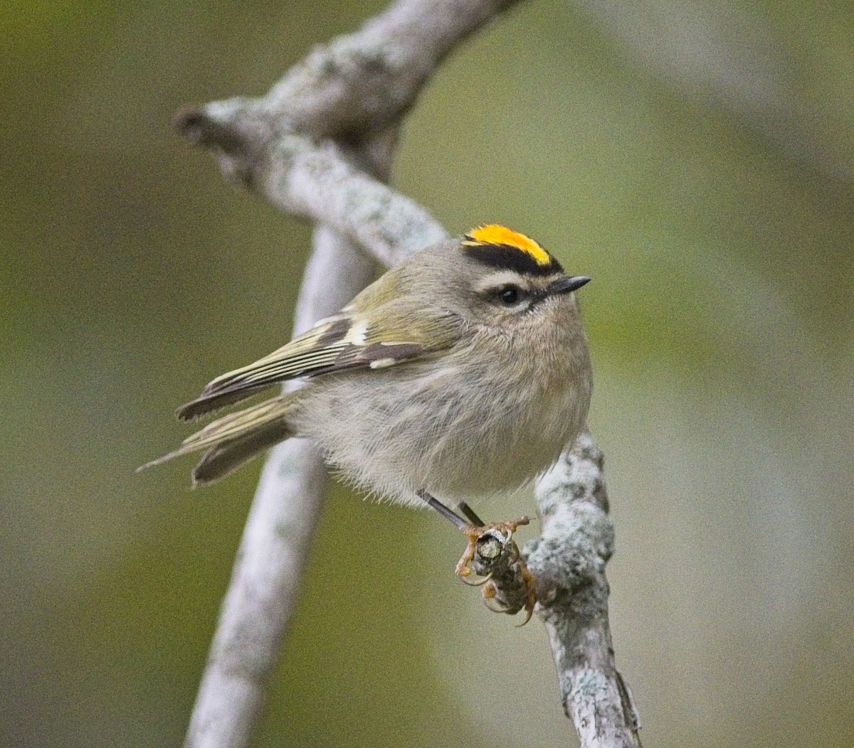Golden-crowned Kinglet - ML640398324