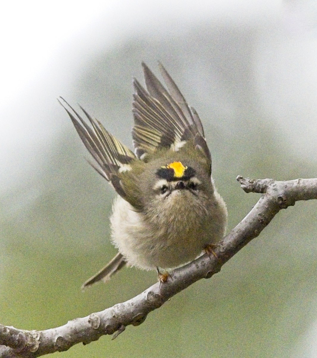 Golden-crowned Kinglet - ML640398331