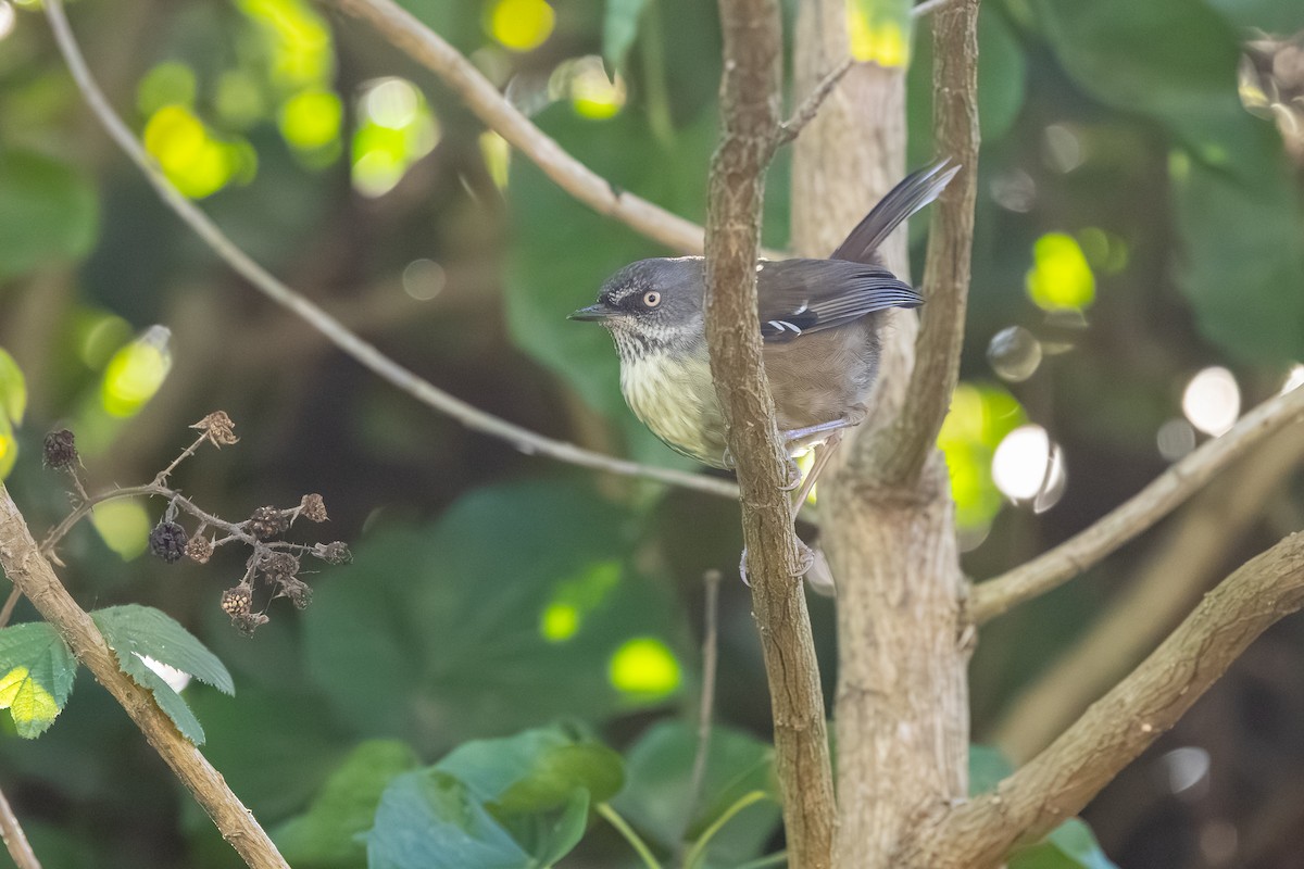 Tasmanian Scrubwren - ML640398337