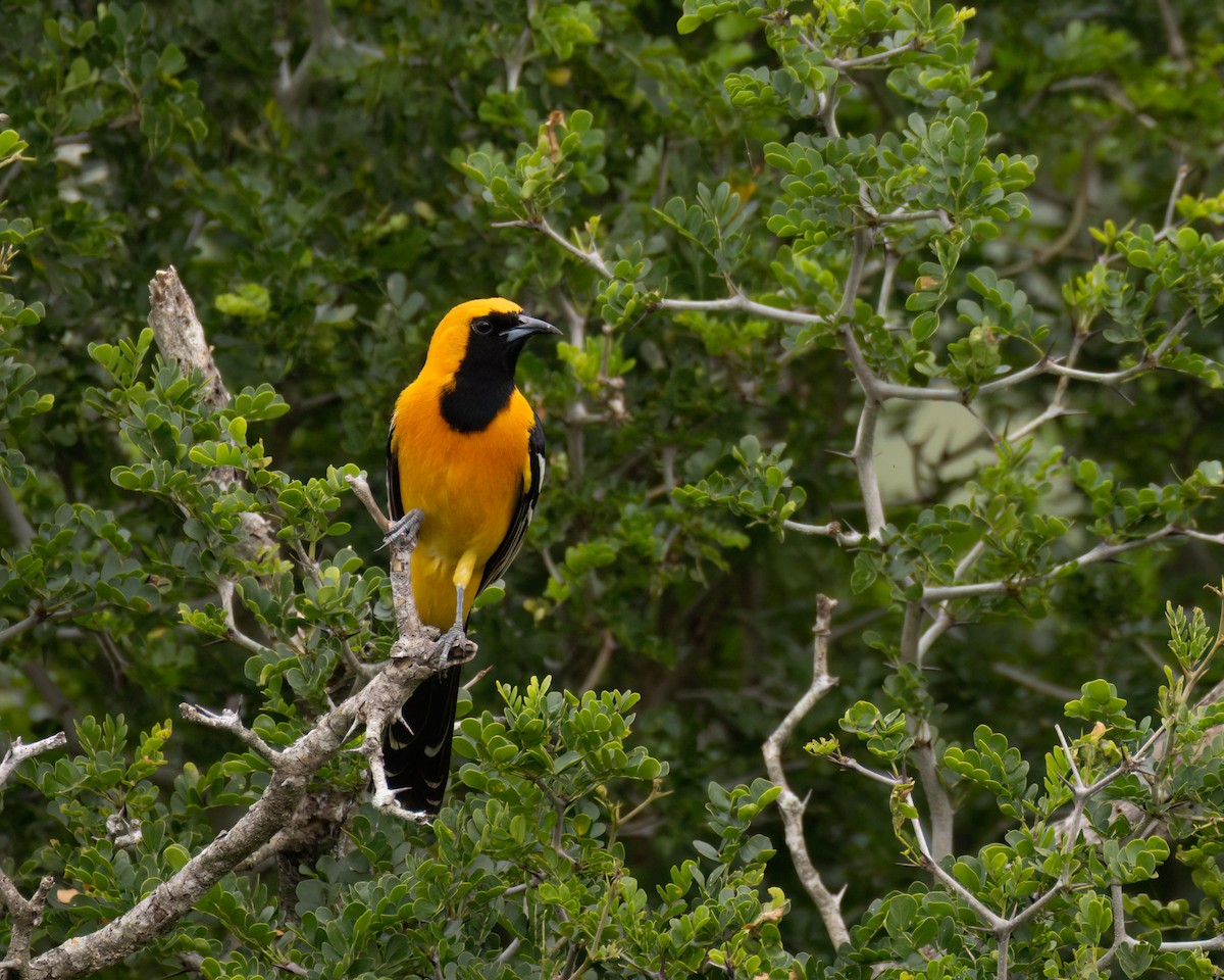 Hooded Oriole - ML640398339