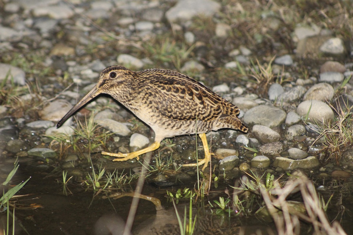 Fuegian Snipe - ML640398351