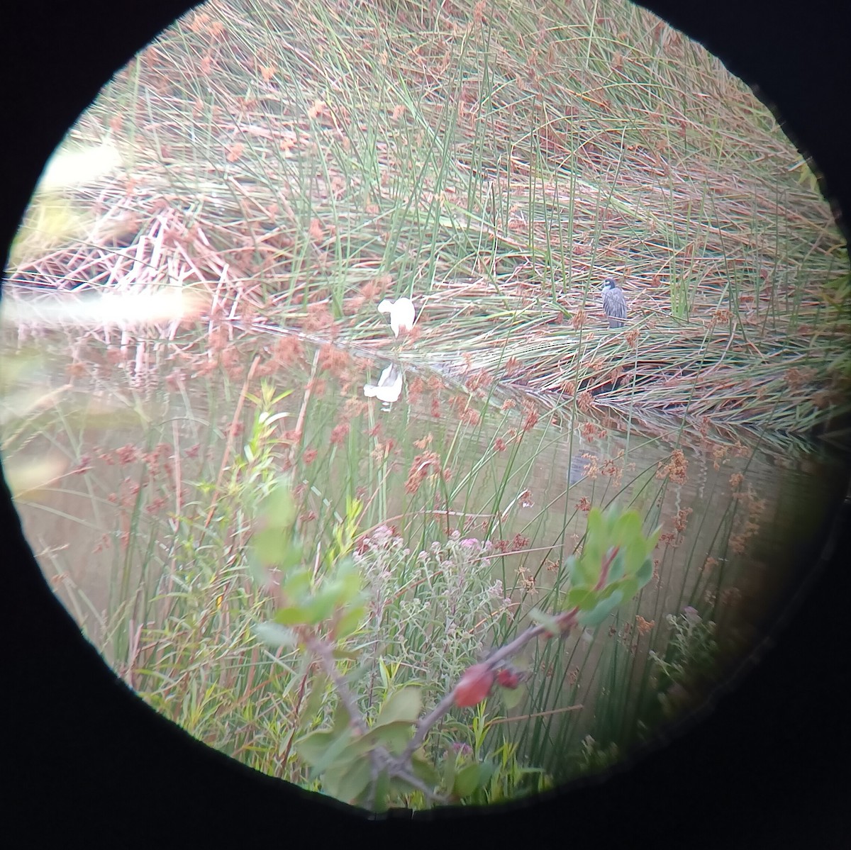 Yellow-crowned Night Heron - ML640398352