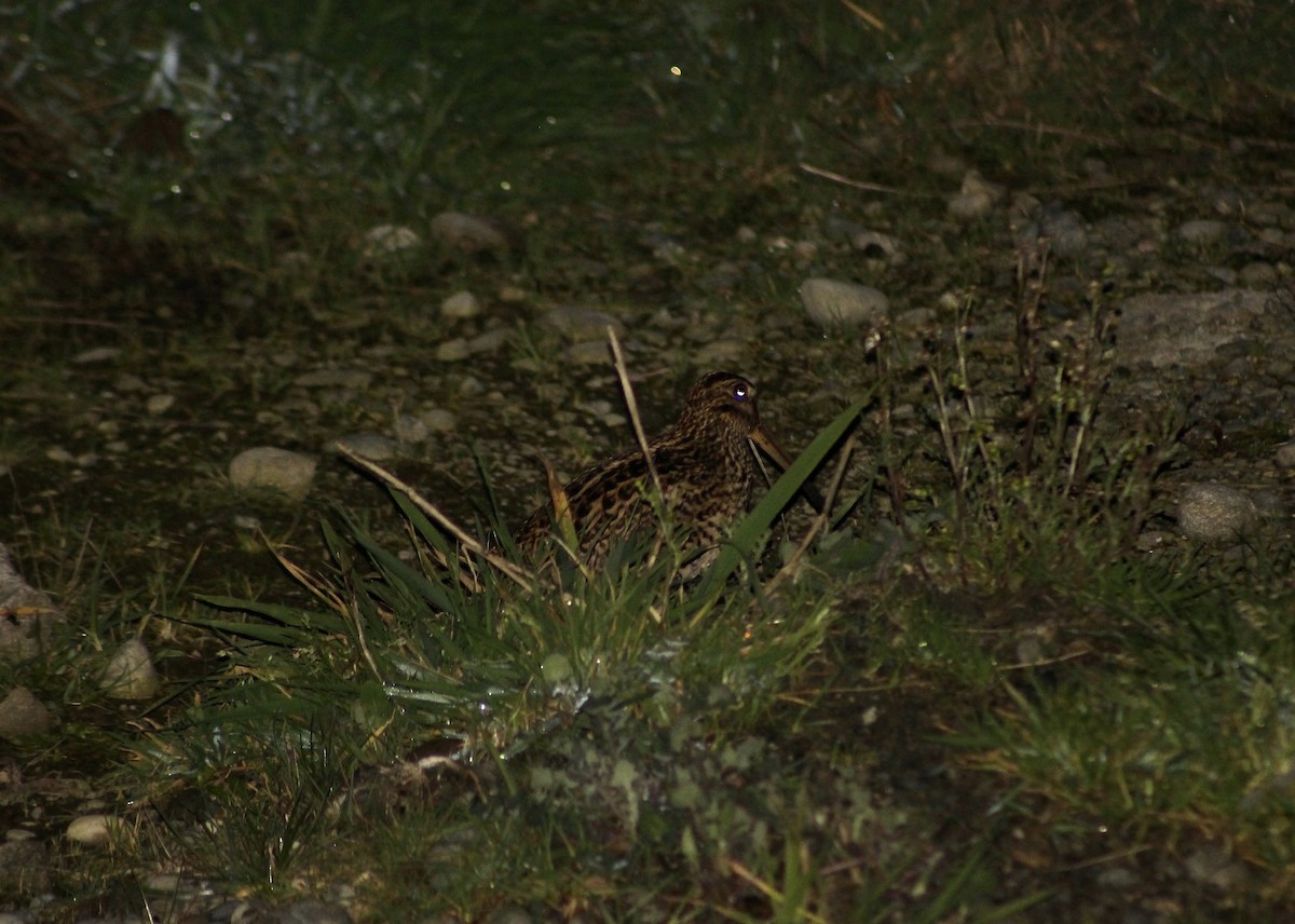 Fuegian Snipe - ML640398360