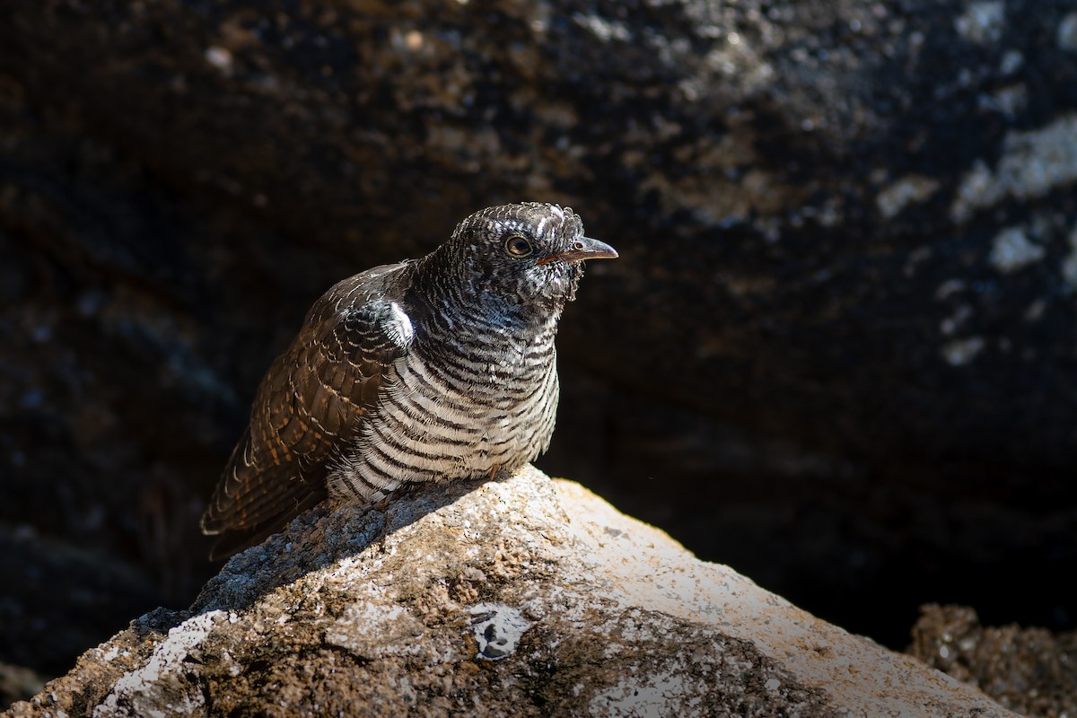Common Cuckoo - ML640398378