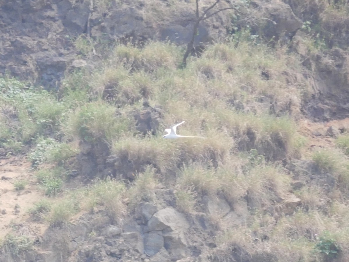 White-tailed Tropicbird (Pacific) - ML640398407