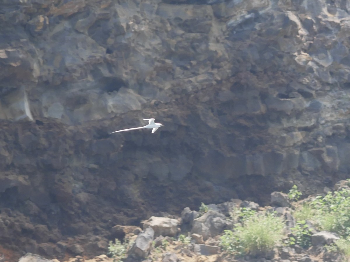 White-tailed Tropicbird (Pacific) - ML640398408