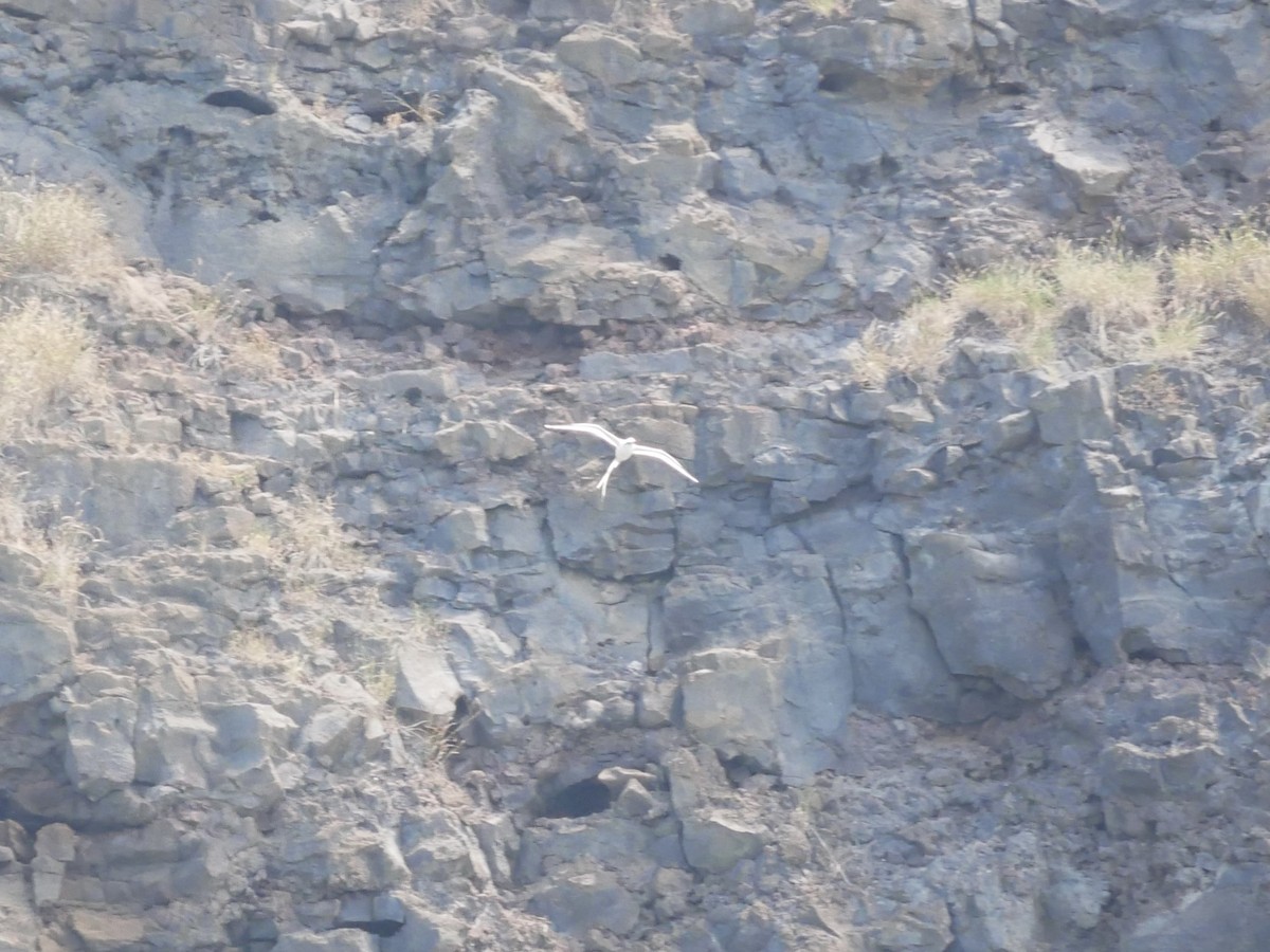 White-tailed Tropicbird (Pacific) - ML640398409