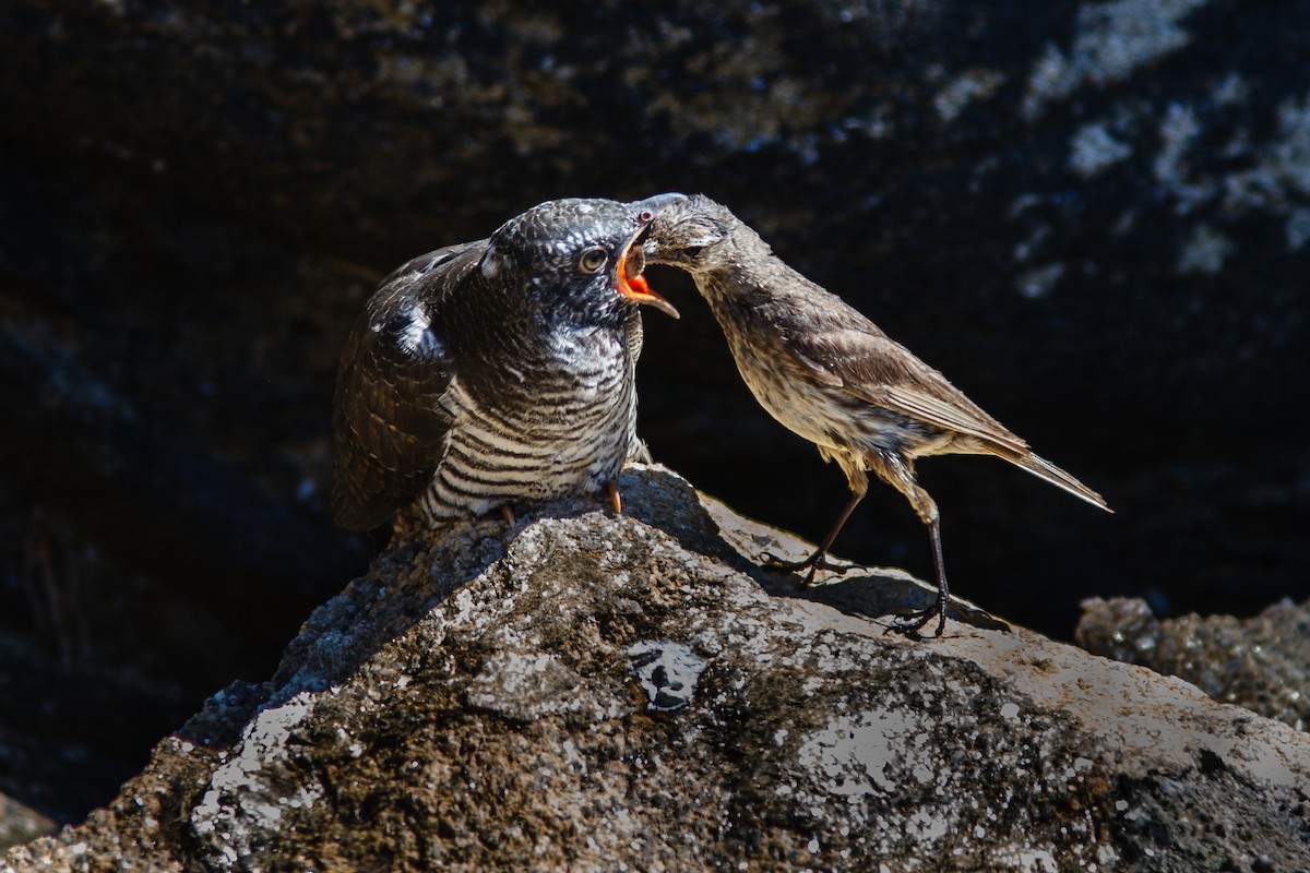 Rock Pipit (Western) - ML640398429