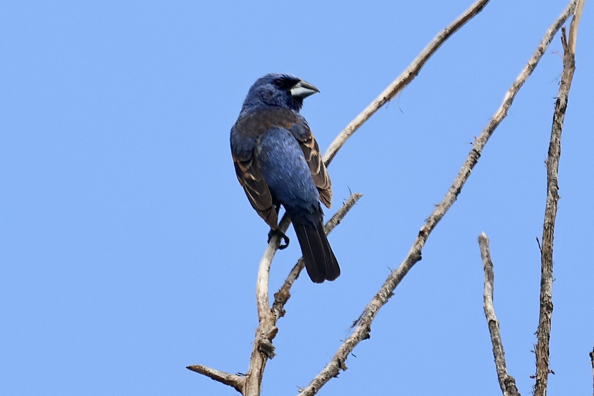 Blue Grosbeak - ML640398441