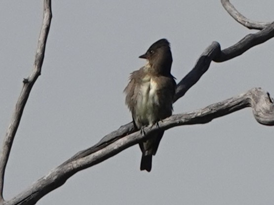 Olive-sided Flycatcher - ML640398460