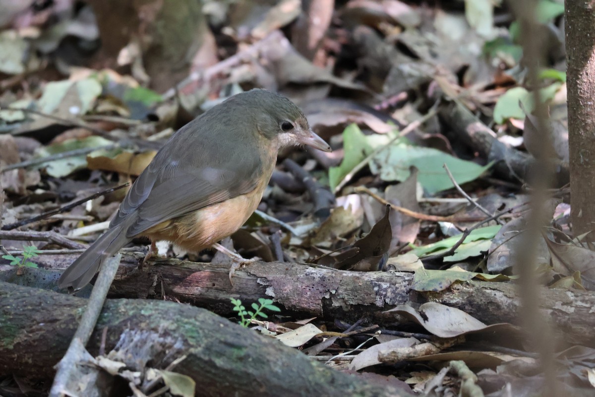 Rufous Shrikethrush - ML640398469