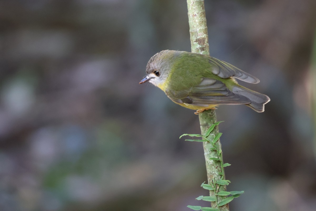 Pale-yellow Robin - ML640398476