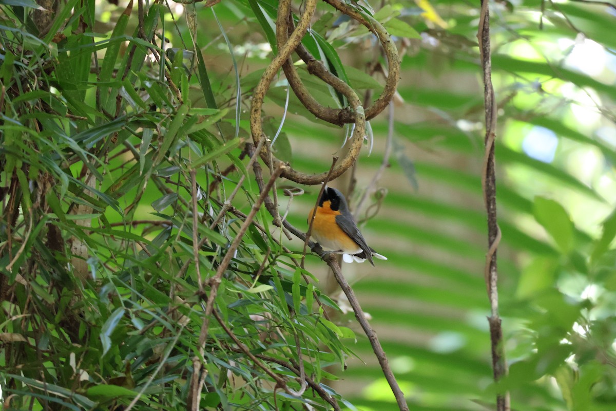 Australian Spectacled Monarch - ML640398482