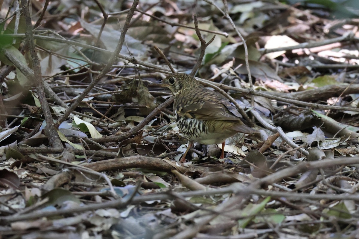 Russet-tailed Thrush - ML640398487
