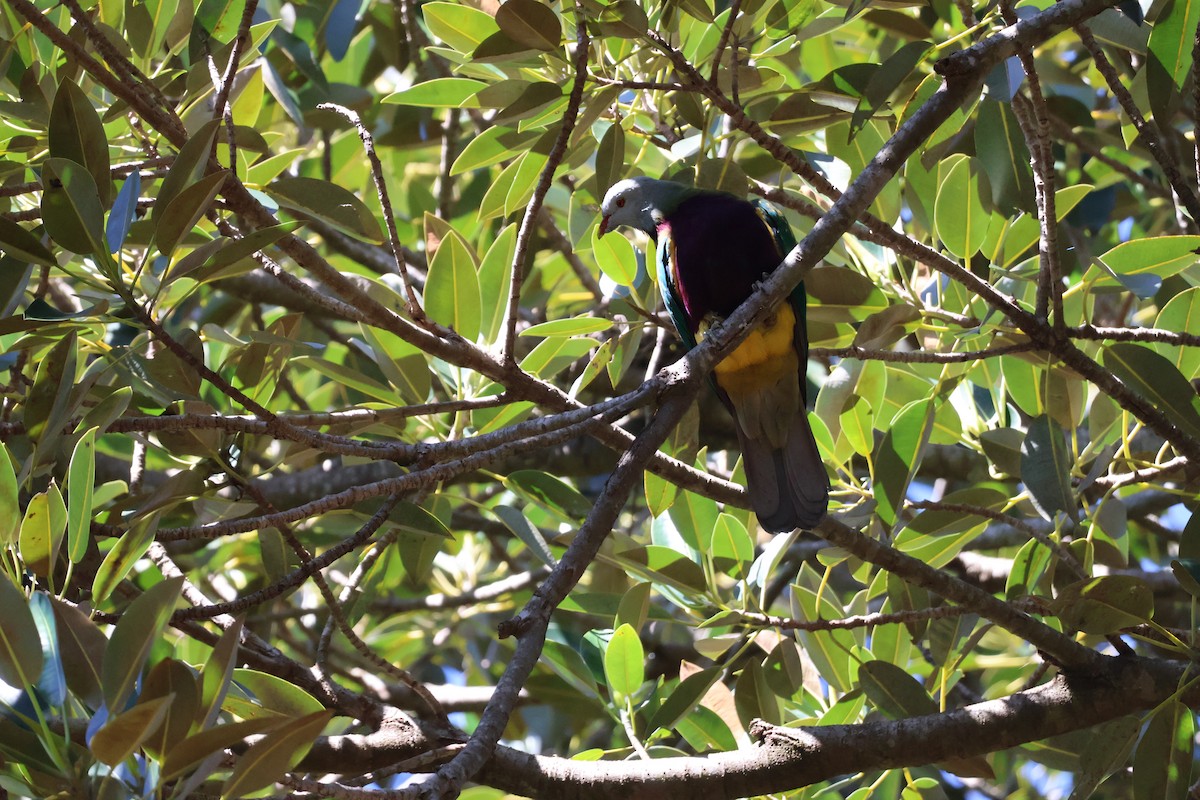 Wompoo Fruit-Dove - ML640398495