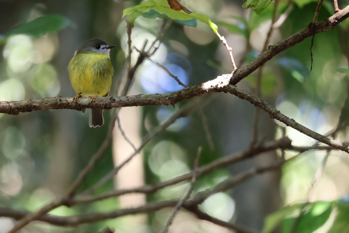Pale-yellow Robin - ML640398499