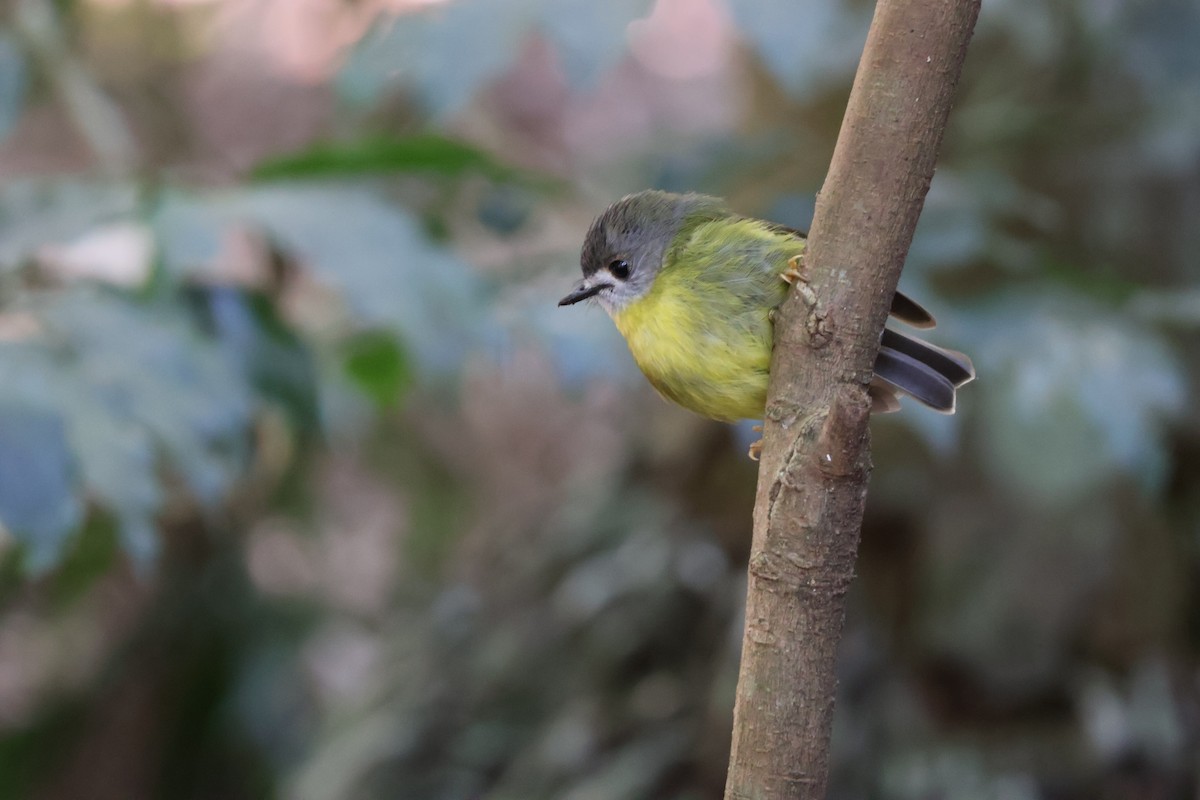 Pale-yellow Robin - ML640398504