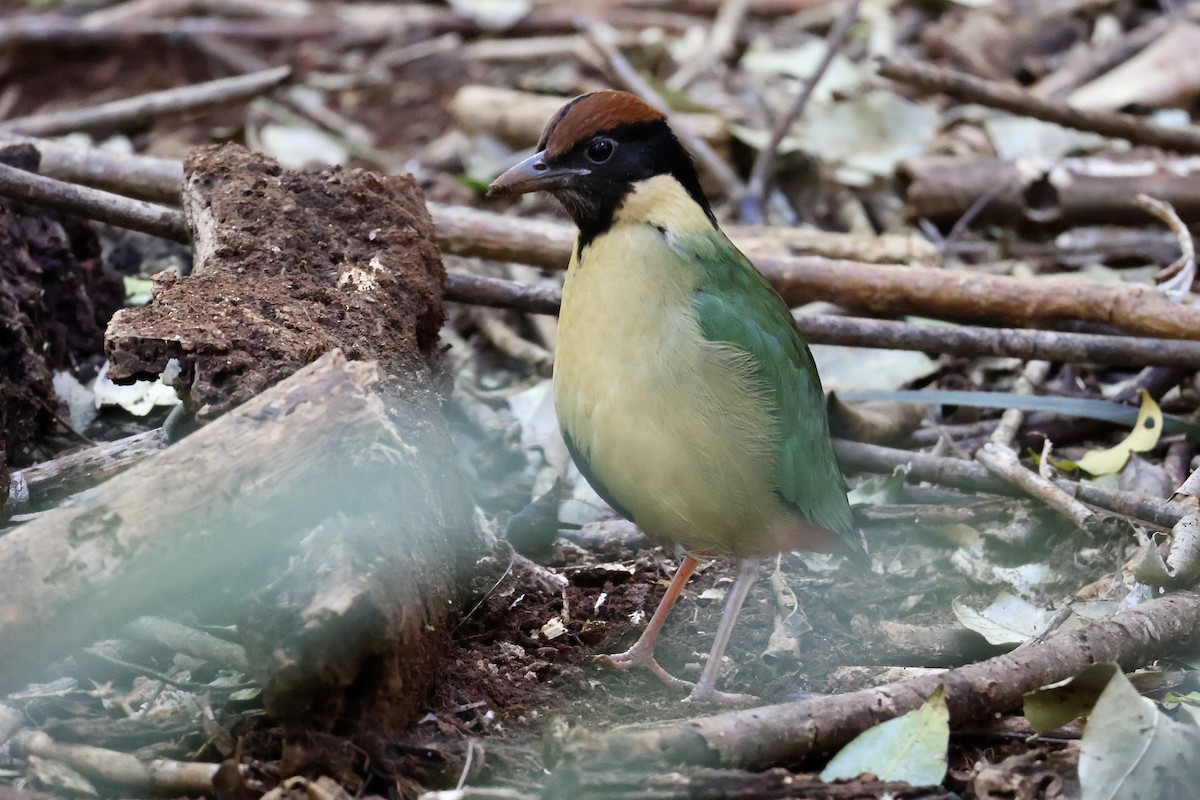 Noisy Pitta - ML640398520