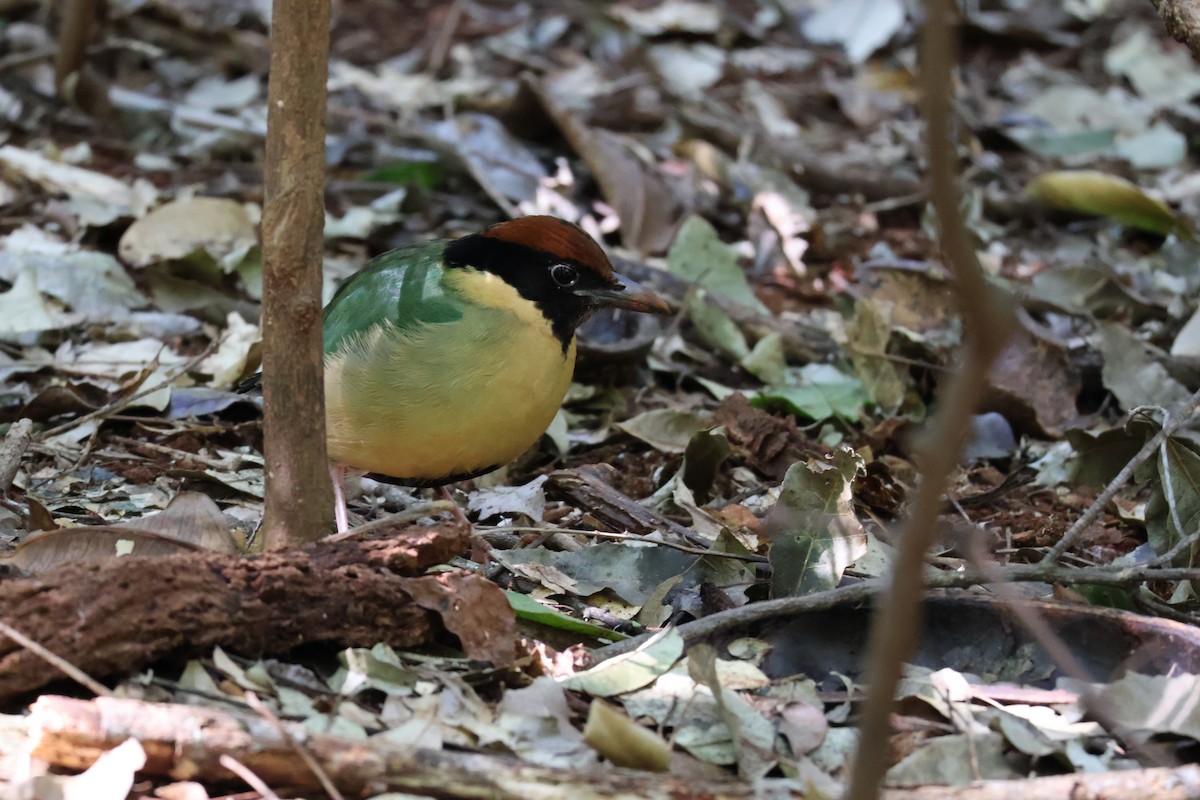 Noisy Pitta - ML640398521