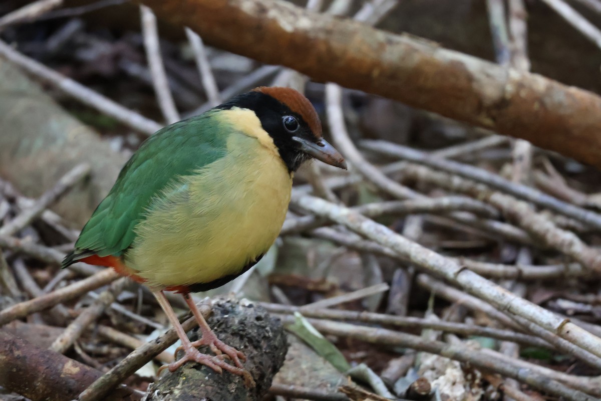 Noisy Pitta - ML640398522