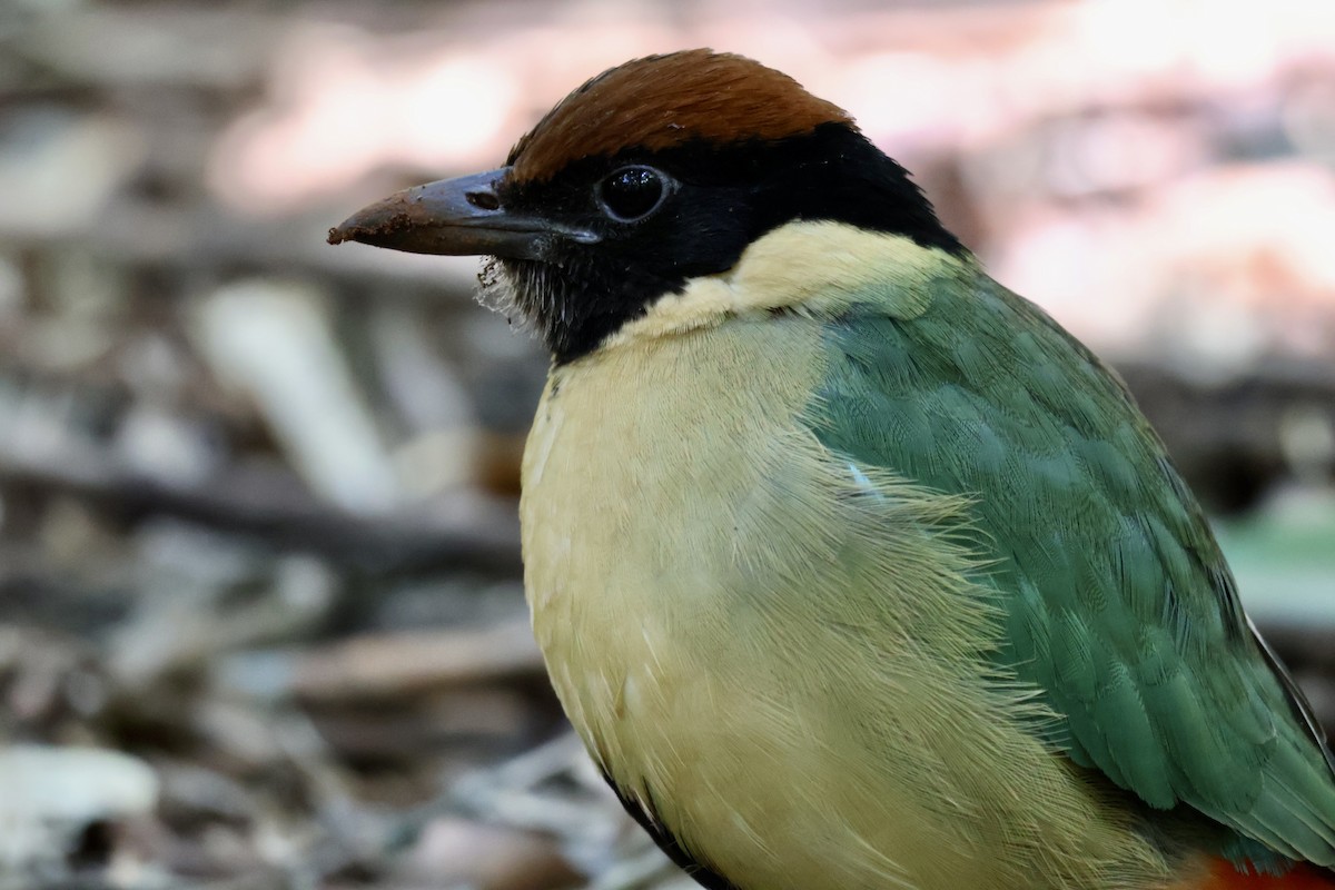 Noisy Pitta - ML640398532