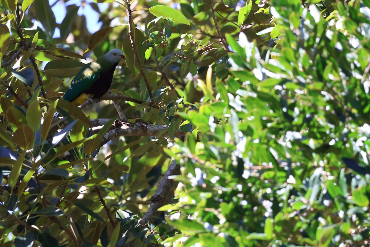 Wompoo Fruit-Dove - ML640398541