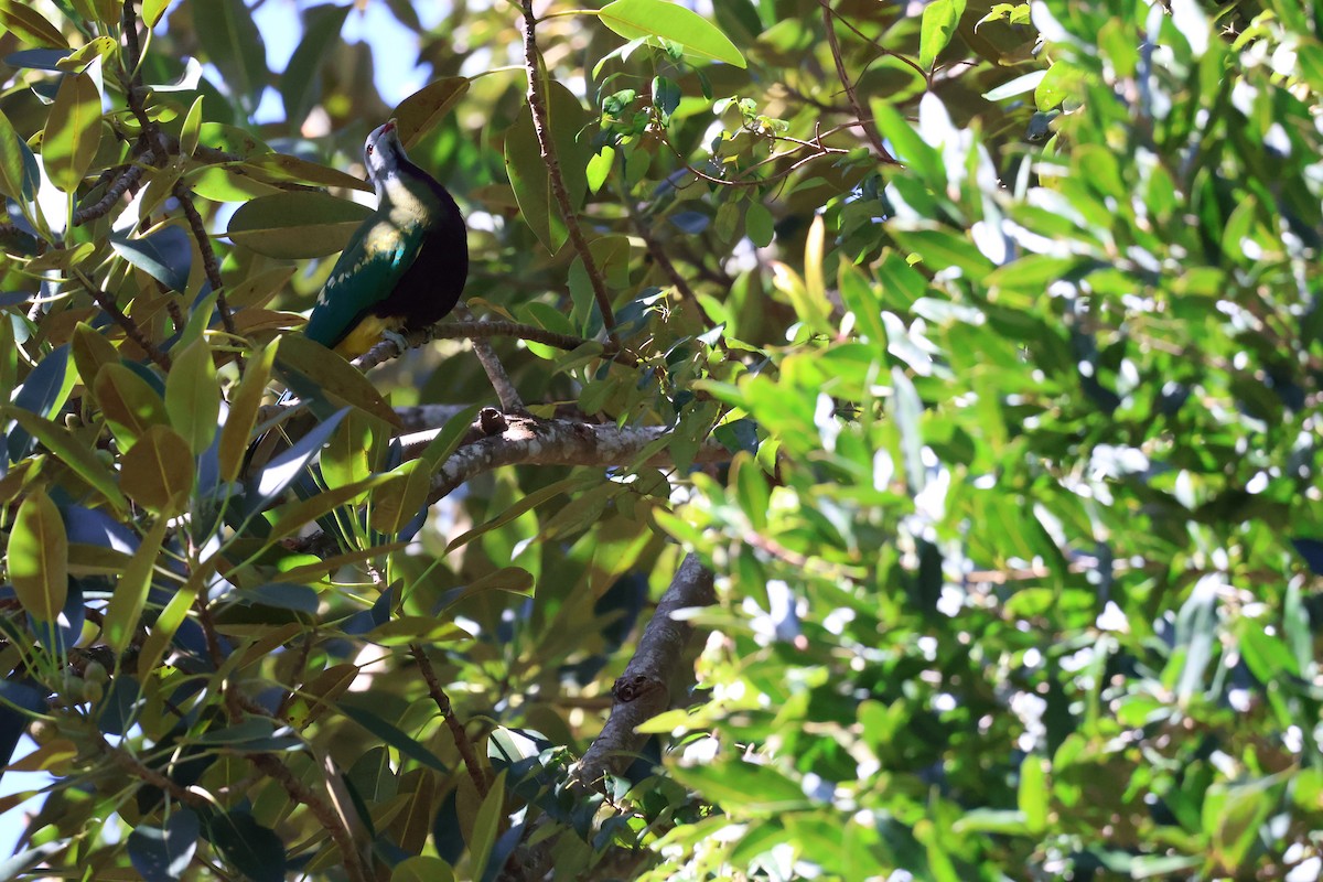 Wompoo Fruit-Dove - ML640398543