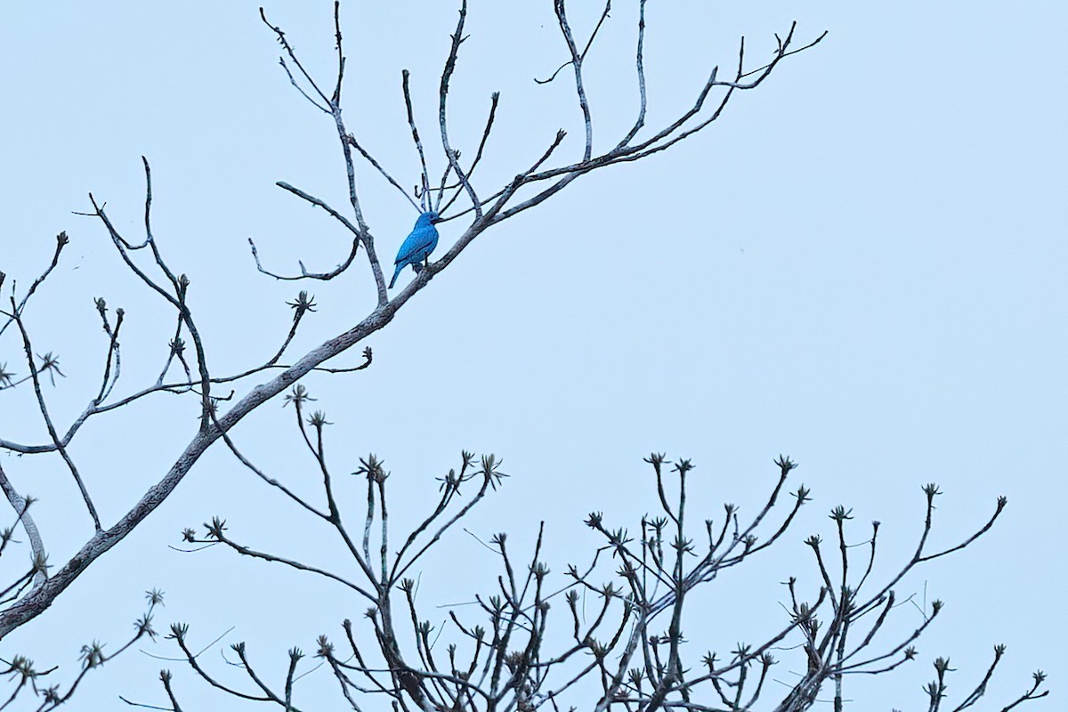 Plum-throated Cotinga - ML640398544