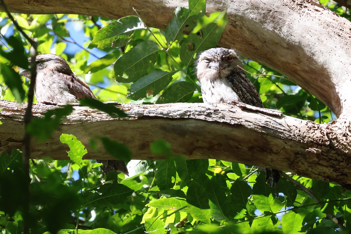 Tawny Frogmouth - ML640398545