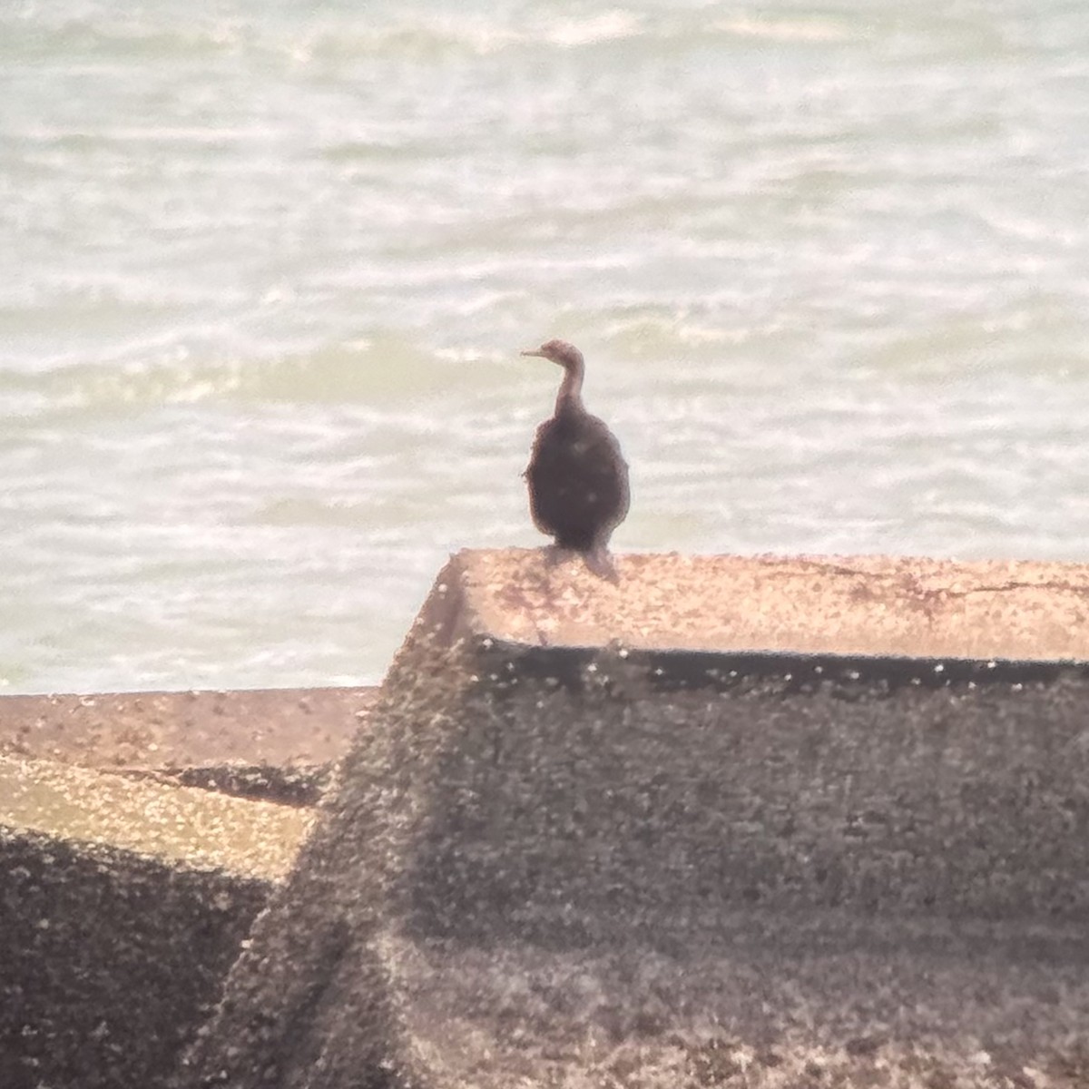 Cormoran pélagique - ML640398546