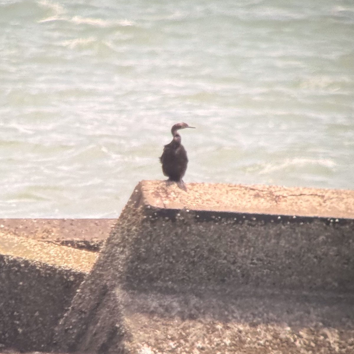 Cormoran pélagique - ML640398547