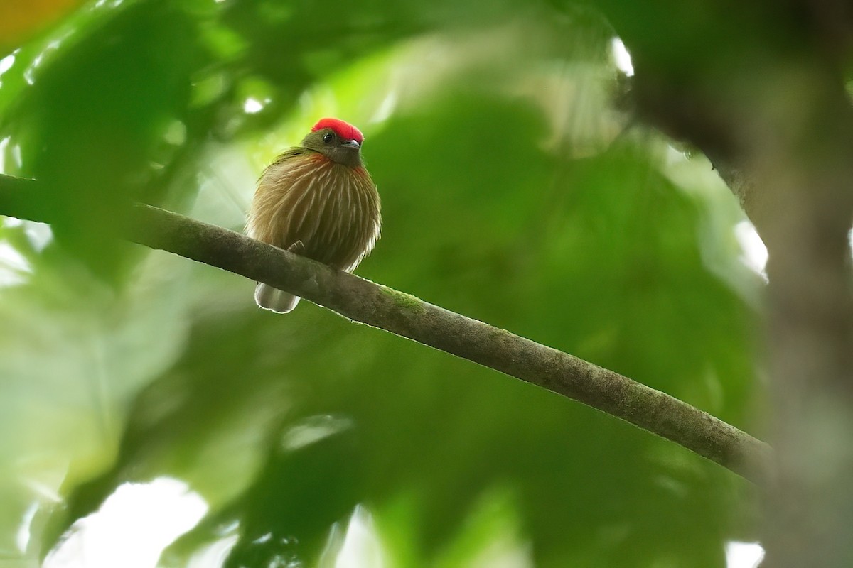 rødstripemanakin - ML640398580