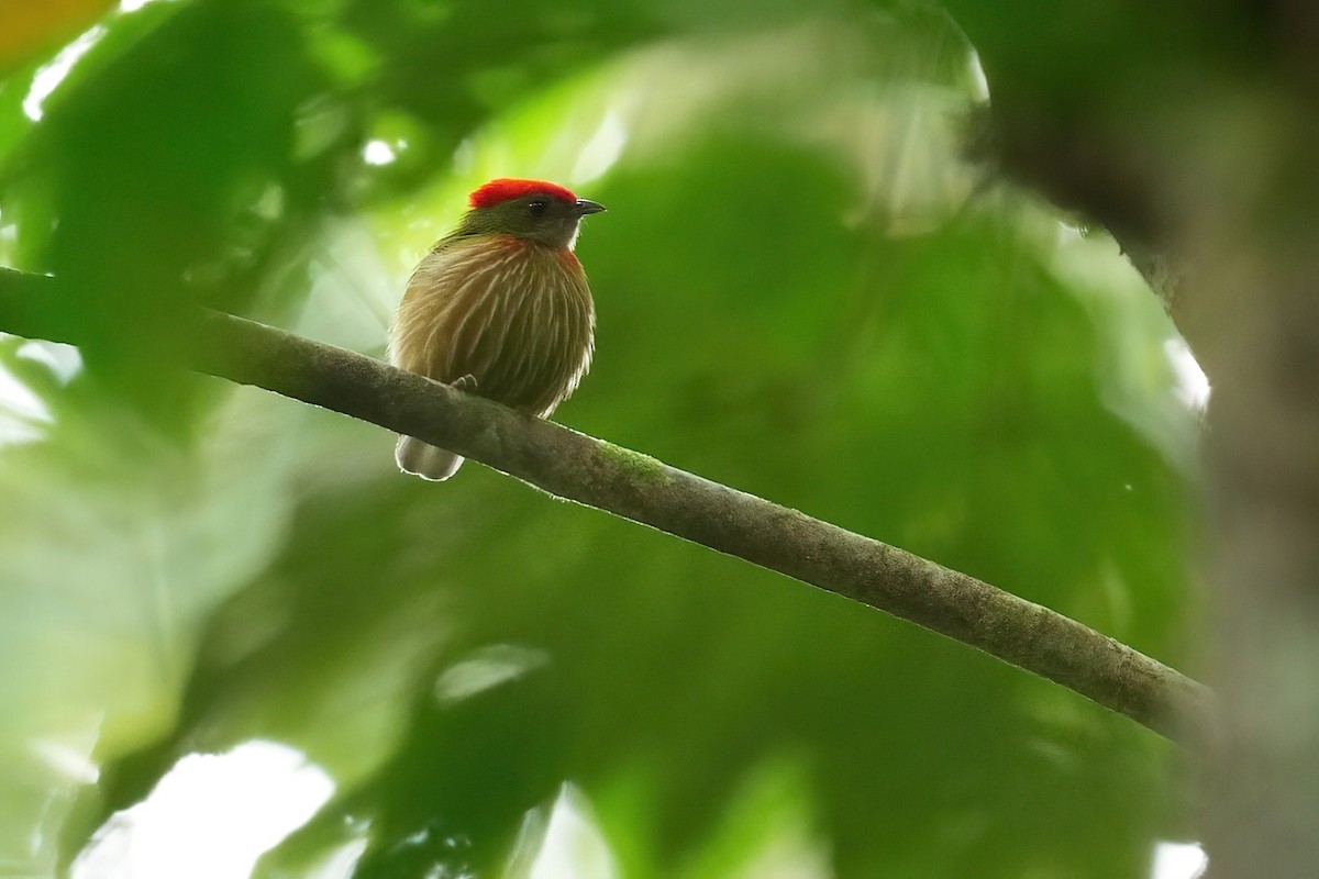 rødstripemanakin - ML640398581