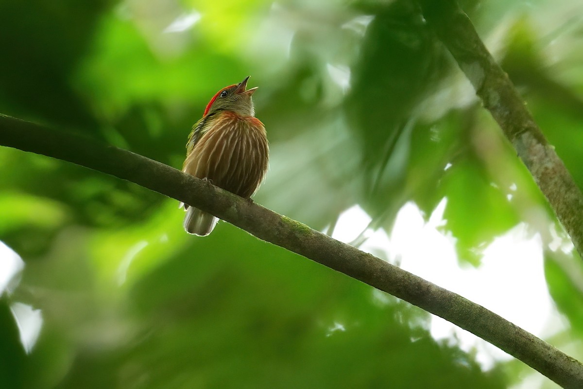 rødstripemanakin - ML640398582