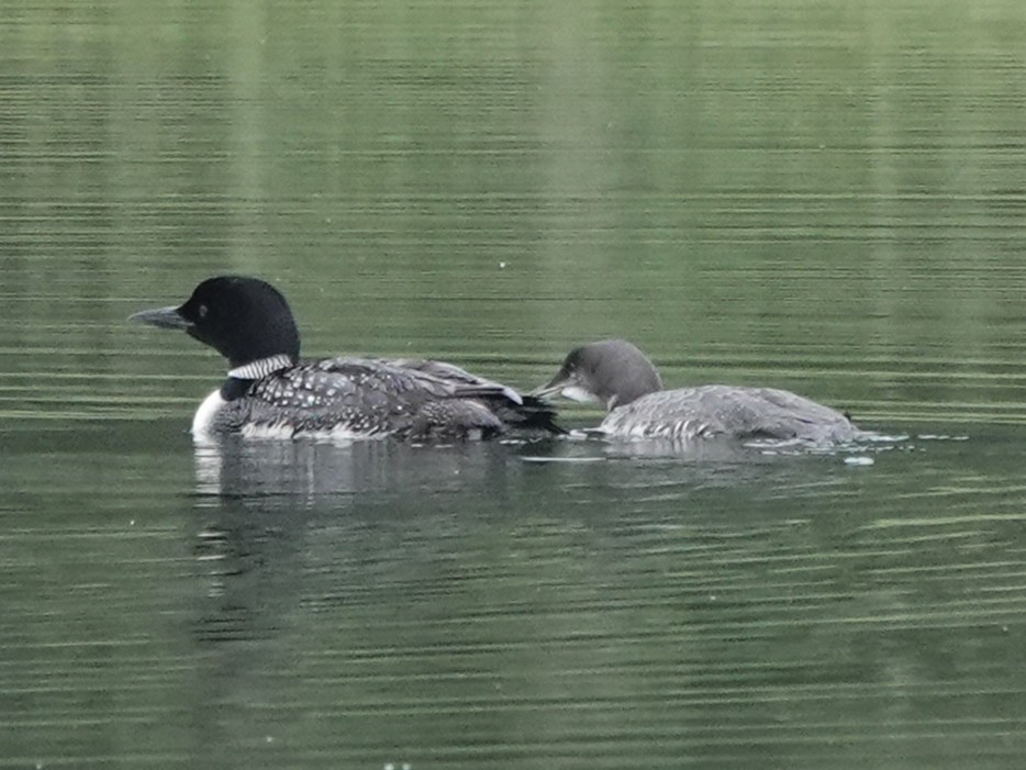 Common Loon - ML640398612
