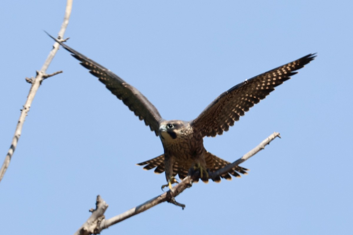 Peregrine Falcon - ML640398638
