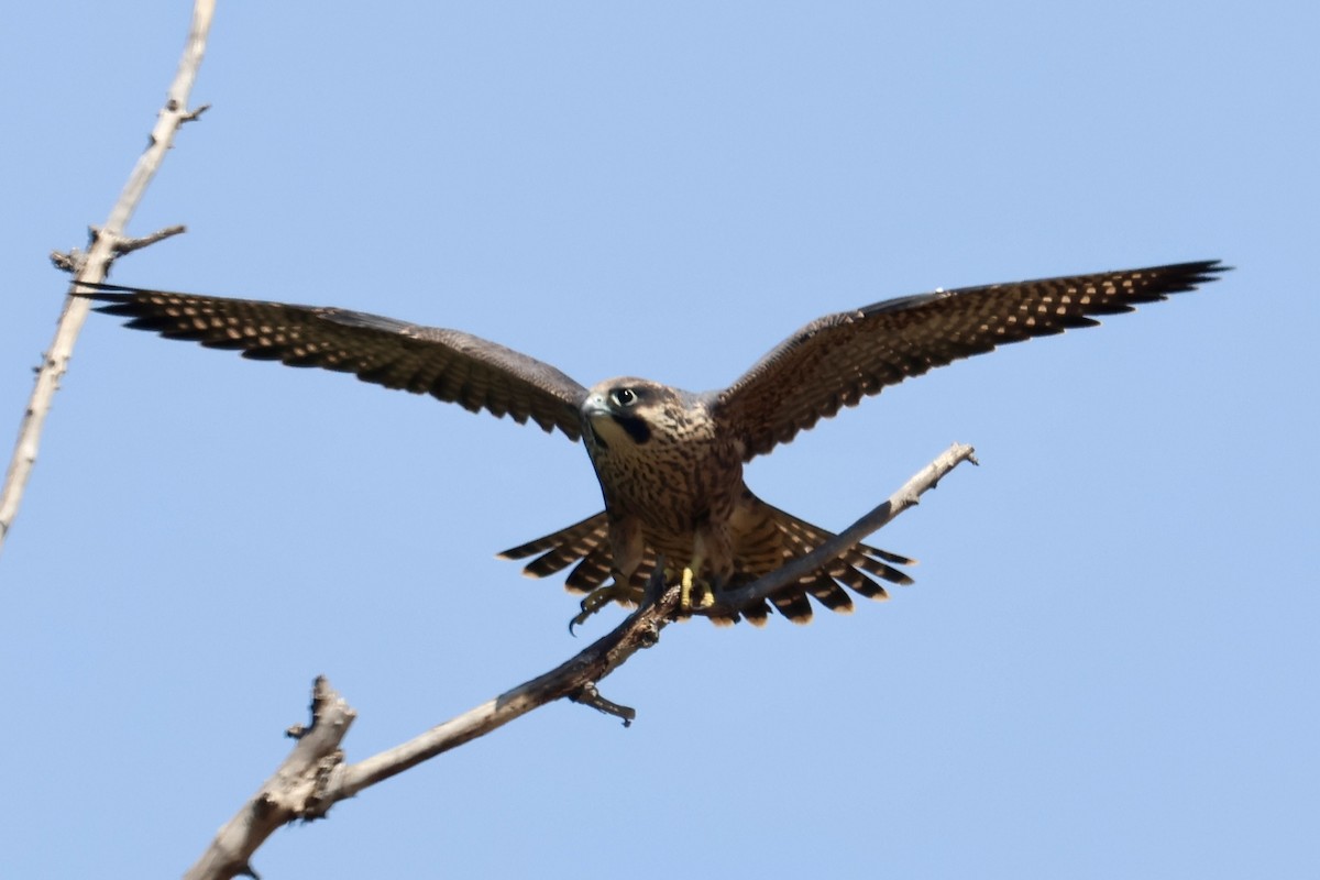 Peregrine Falcon - ML640398639