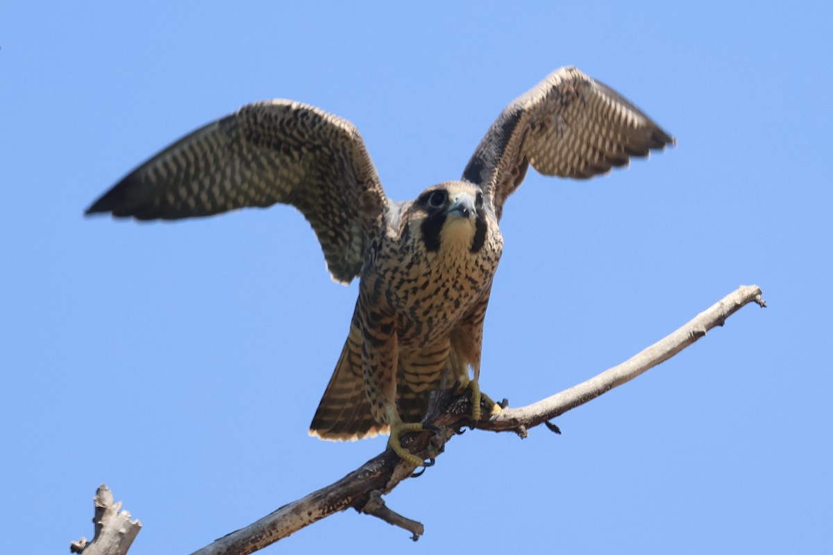 Peregrine Falcon - ML640398640
