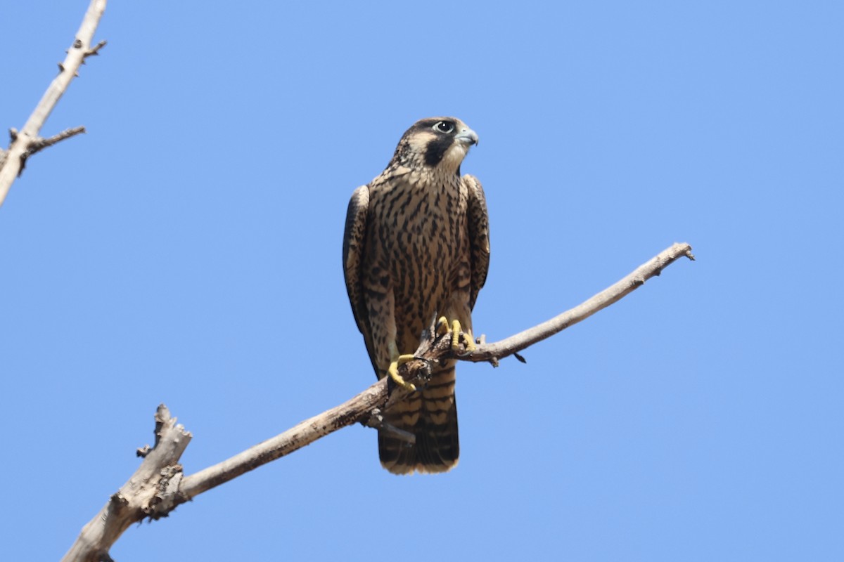 Peregrine Falcon - ML640398641