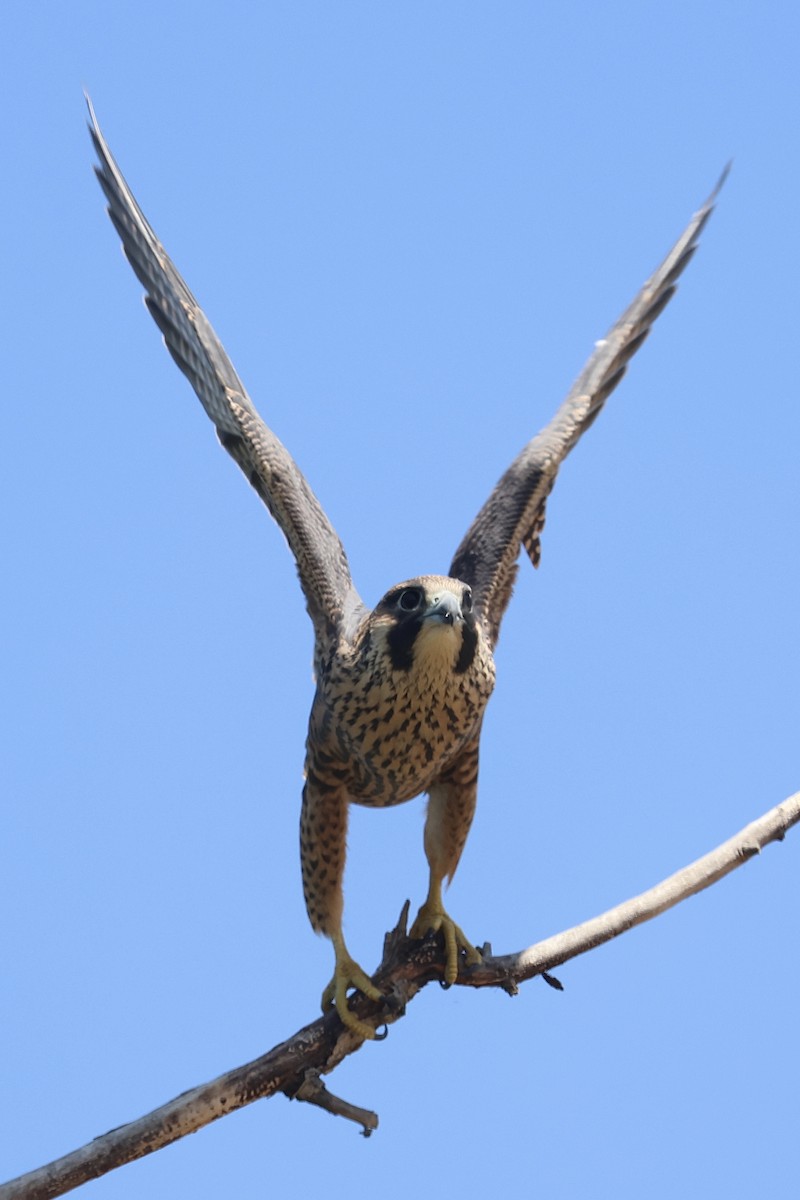 Peregrine Falcon - ML640398642