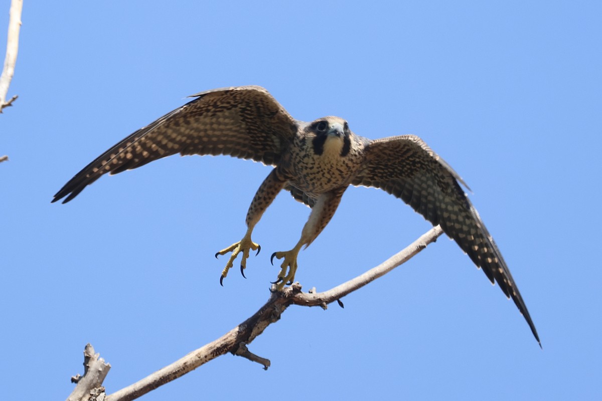 Peregrine Falcon - ML640398643