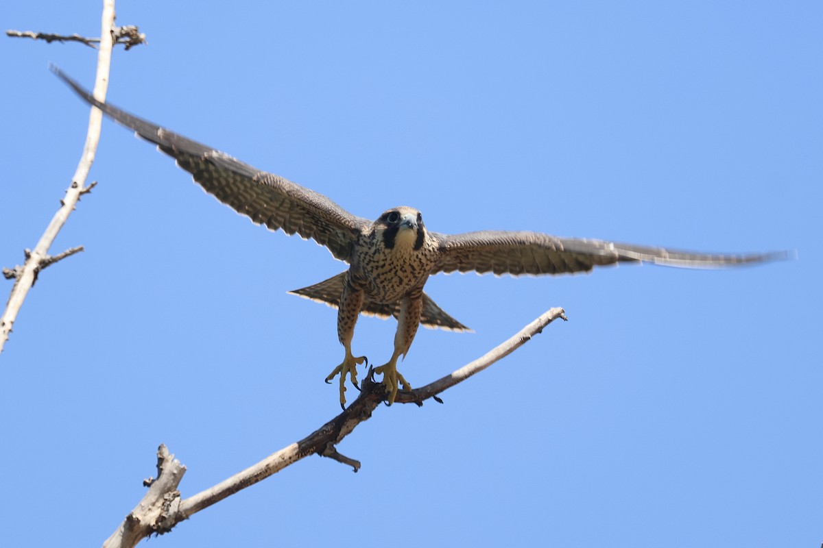 Peregrine Falcon - ML640398644