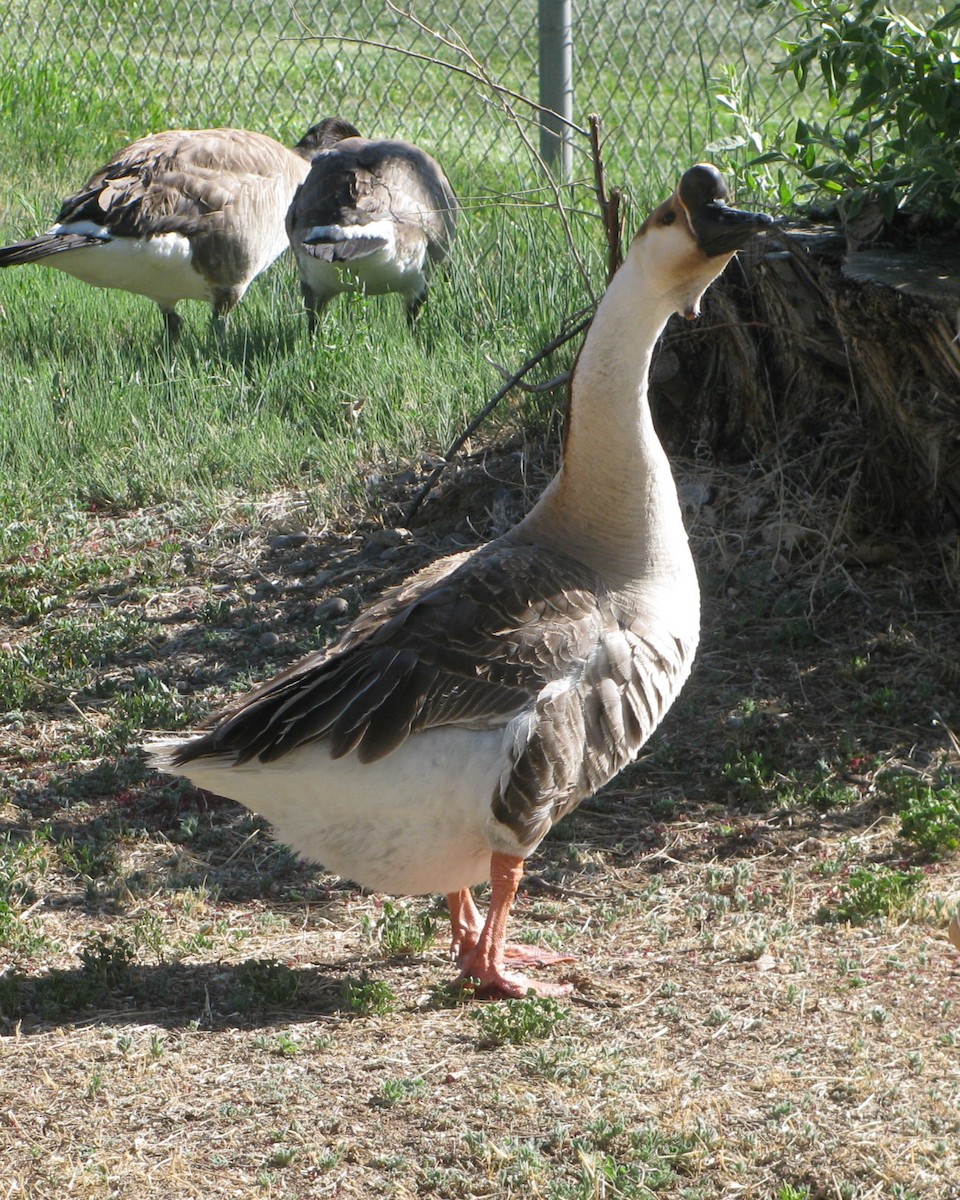 Swan Goose (Domestic type) - ML640398661